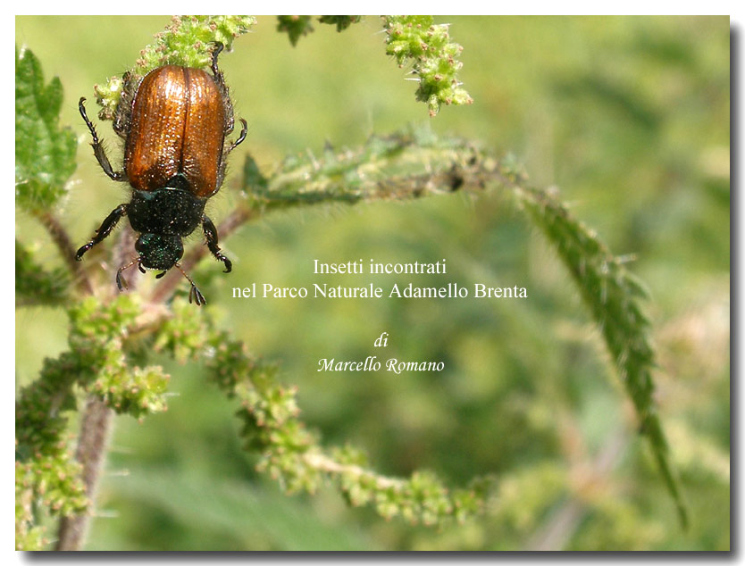 Insetti del Parco Adamello Brenta (TN): immagini e appunti